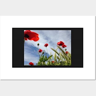 Coquelicots dans le ciel breton Posters and Art